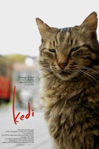 فيلم Kedi 2017 مترجم
