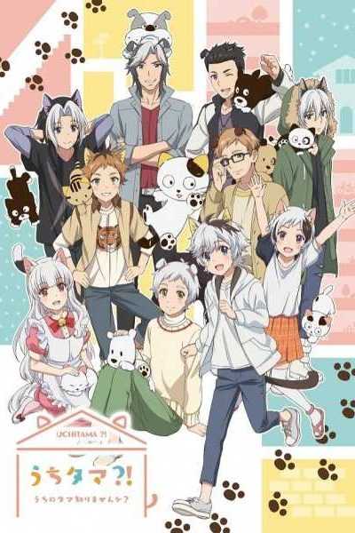 أنمي Uchi Tama?! Uchi no Tama Shirimasen ka?