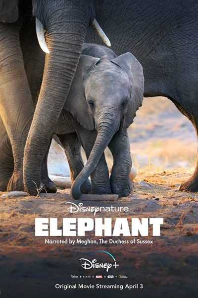فيلم Elephant 2020 مترجم