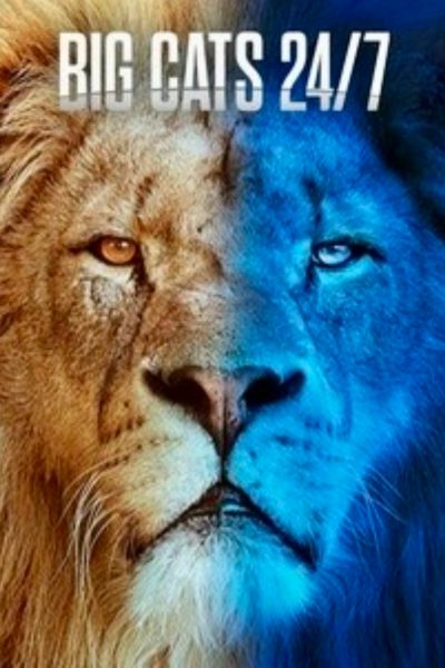 مسلسل Big Cats 24/7 الموسم الاول