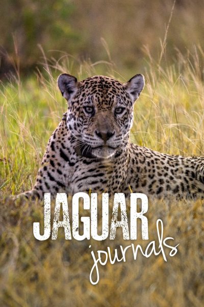 مسلسل Jaguar Journals