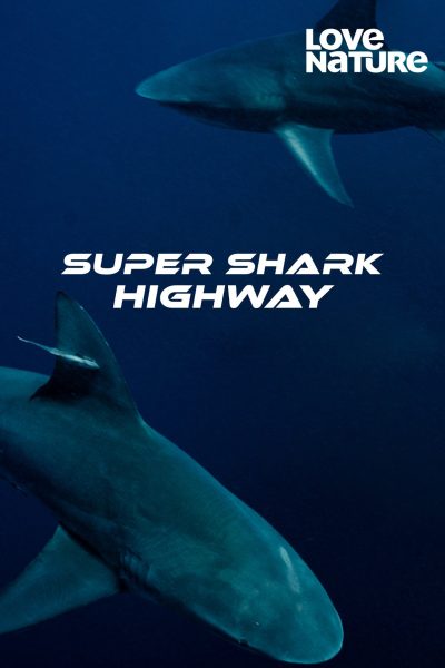 مسلسل Super Shark Highway الموسم الأول